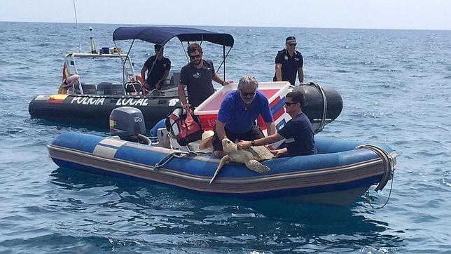 Liberan a una tortuga boba tras curarla de graves heridas en la cabeza