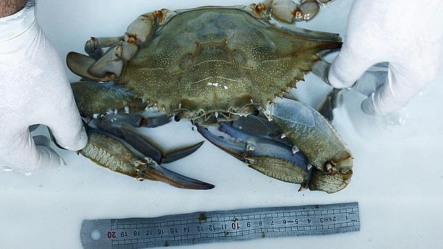 La jaiba azul, el cangrejo gigante invasor que amenaza especies mediterráneas