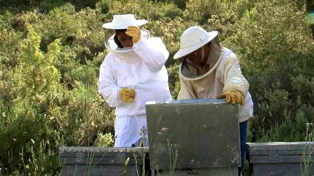 El calor ha rematado el mal momento que atraviesa el sector apícola español