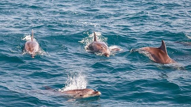 En busca de ballenas por la costa de Murcia