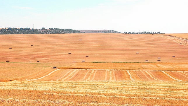 El «granero» de la economía regional mengua