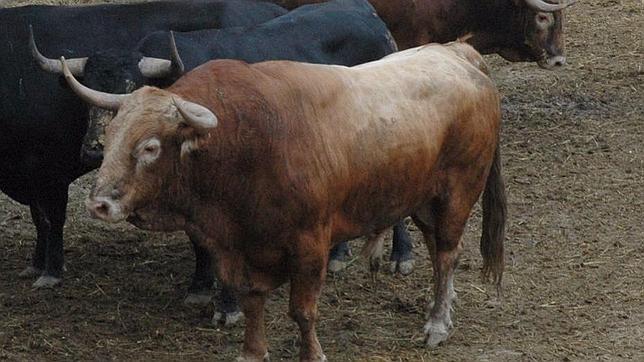 Sorteados los garcigrandes para Padilla, El Juli y Perera en San Fermín