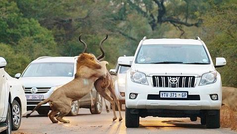 Espectacular foto: el «abrazo» de un león y un antílope en mitad de la carretera