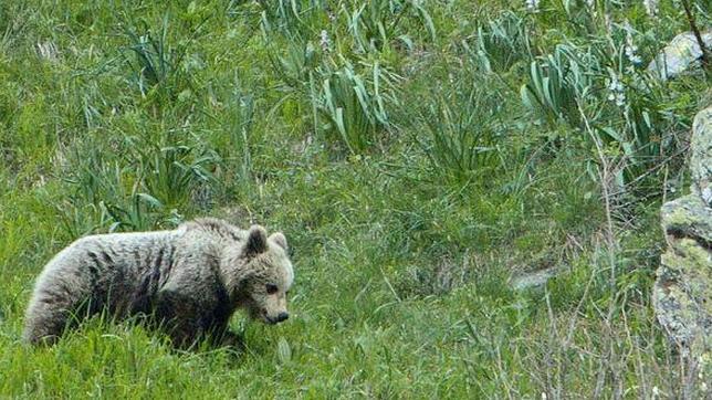 La población de osos en el Pirineo se ha sextuplicado en veinte años