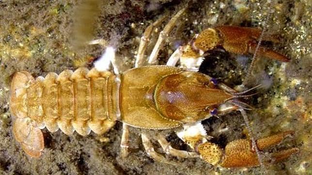 Según las últimas investigaciones el conocido como «cangrejo de río» se introdujo en Españ en 1588