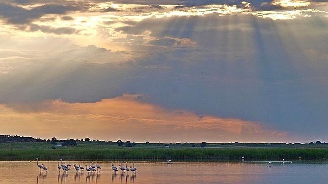En las inmediaciones de la laguna de la Albardiosa pueden encontrarse aves acuáticas