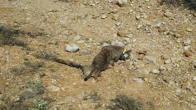 Una hembra de lince ibérico muere atropellada en una carretera de Munera