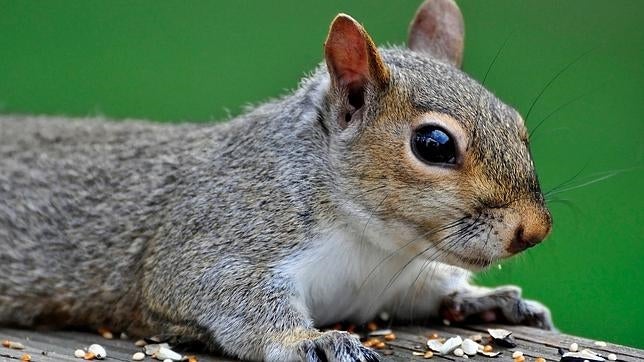 Una ardilla «borracha» causa destrozos por valor de 450 euros