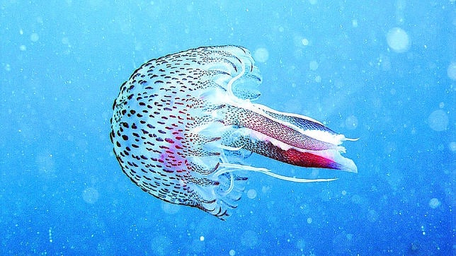 Las picaduras de medusa son muy comunes durante el verano