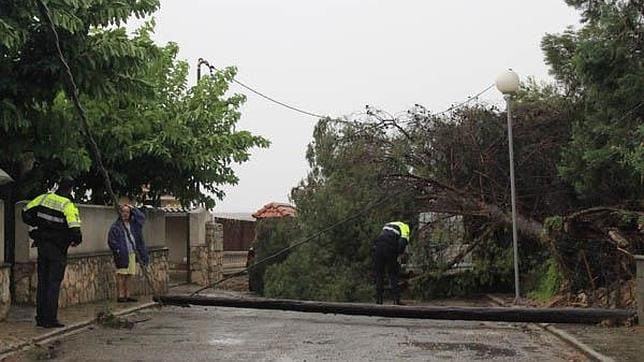 Uno de los cientos de árboles tumbados por los vientos huracanados en Caspe