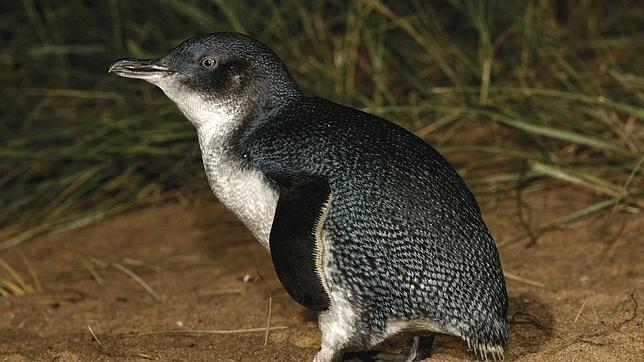 Los pingünios pueden predecir cómo fluctuarán las corrientes marinas