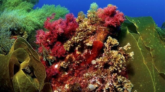 Foto facilitada por Oceana Europa de unas laminarians, junto a algas marrones y rojas en la isla de Alborán en Almería
