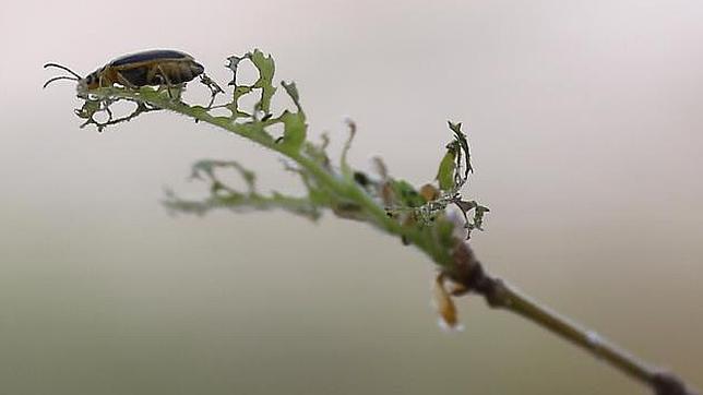 La galeruca devora Moratalaz