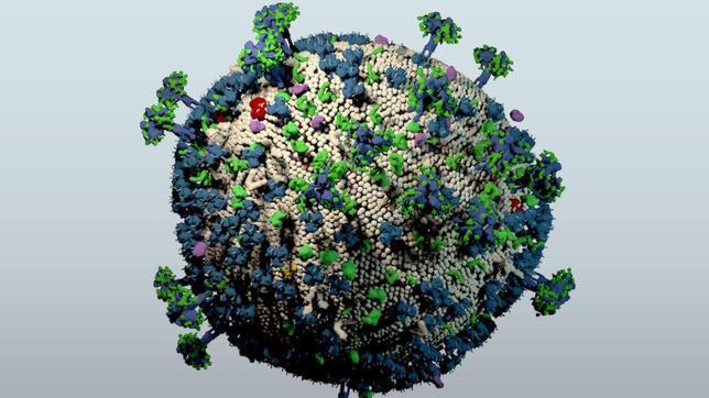 A mayor diversidad de células del sistema inmune, más riesgo de infecciones