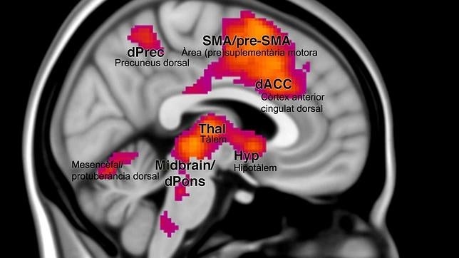 Descubren los mecanismos cerebrales que se activan para causar el miedo