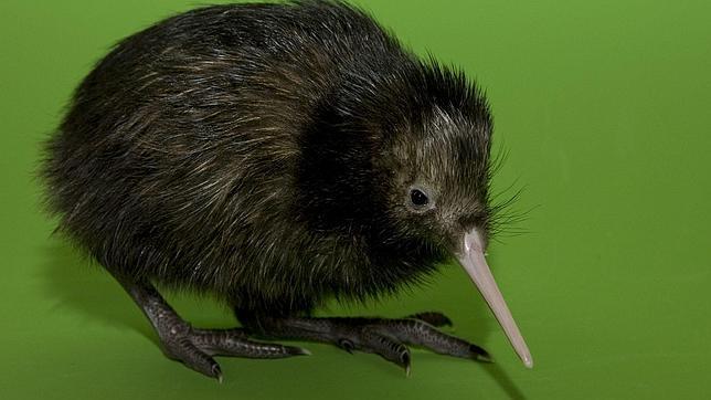 El kiwi, además, posee un gran sentido del olfato