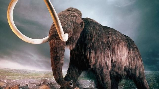 El mamut es uno de los animales extinguidos sobre los que el artículo arroja luz