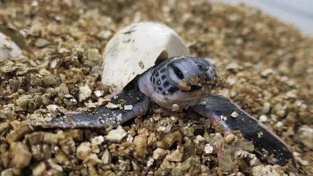 ¿Puede sobrevivir un embrión de tortuga al contacto con el agua salada?