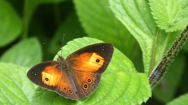 Científicos españoles obtienen el atlas genético de las mariposas ibéricas