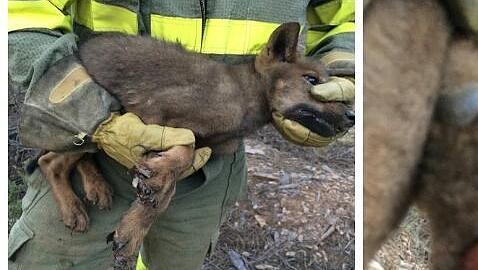 Foto del lobo rescatado de las llamas en Latedo
