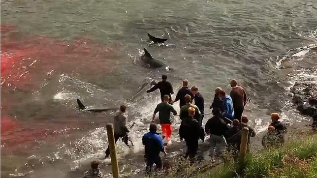 Vídeo: Matanza de ballenas piloto en aguas de las Islas Feroe