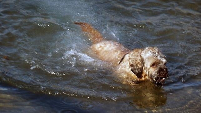 Rescatado el niño que se lanzó al mar para salvar a su perro en Cádiz