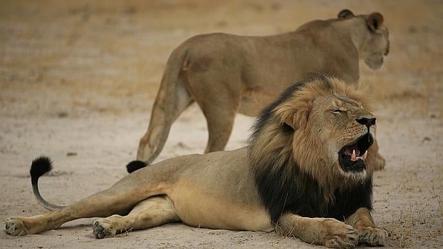 Identifican a un dentista de EE.UU. como el supuesto cazador del león Cecil