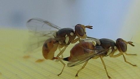Este es el tipo de mosca que arrasa los olivos