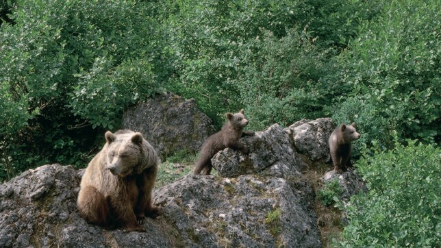 El Ministerio ha actualizado  la pollítica de conservación del oso pardo que sigue siendo especie amenazada