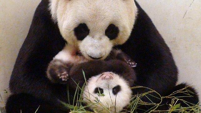 La osa panda del zoo de Taipei finge estar embarazada para lograr privilegios