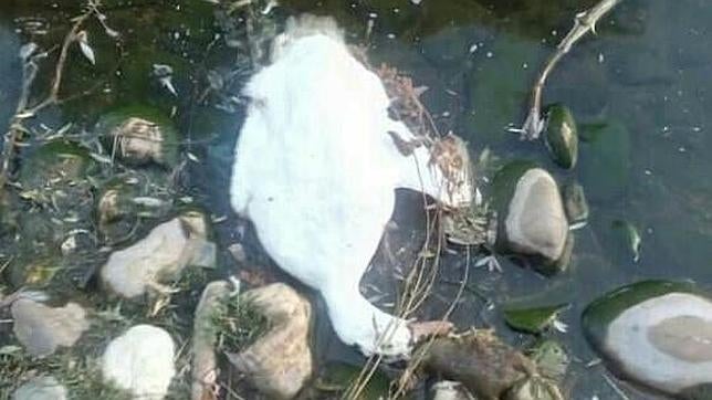 Misteriosa muerte de patos en un parque de Alcobendas