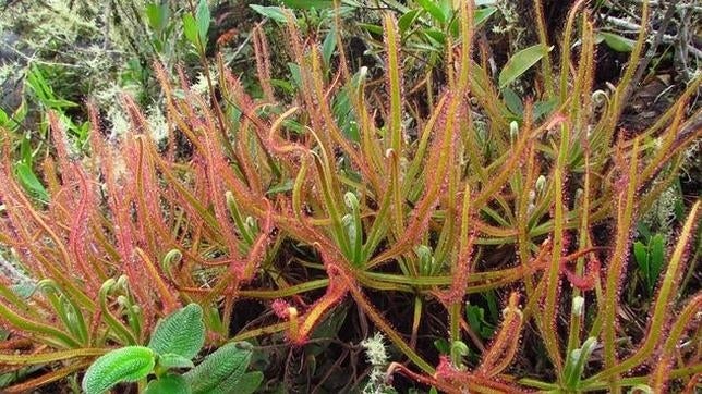 Descubren en Brasil una nueva planta carnívora gracias a Facebook