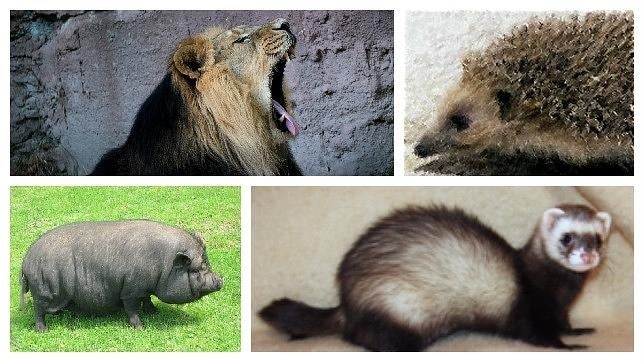 Cerdos, erizos y hasta un león: los animales más raros recuperados por la Policía