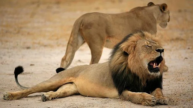 Imagen del león Cecil, que falleció a manos de un dentista estadounidense