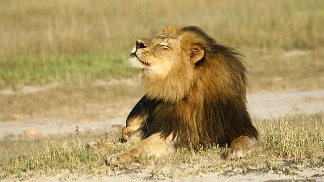 Cecil murió a manos del dentista Walter Palmer