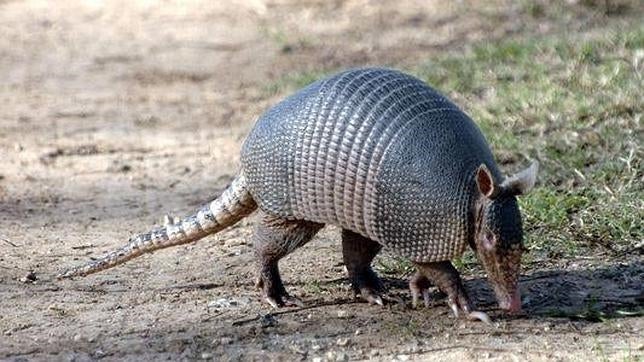 Un hombre acaba en el hospital tras rebotarle una bala al disparar a un armadillo