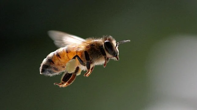 Imagen detallada de una abeja