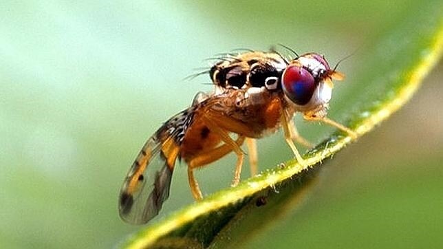 Expertos alertan de que «aún no es seguro» usar moscas transgénicas
