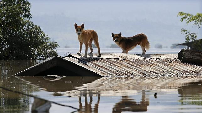 Animalistas piden que se prohíban mutilaciones «por estética» a perros