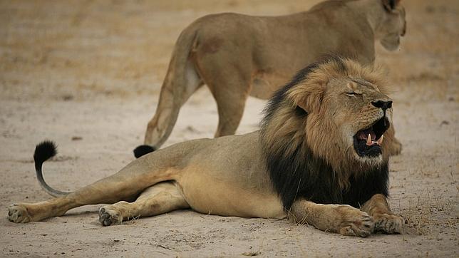 Zimbabue pide a EEUU la extradición del cazador que mató al león «Cecil»