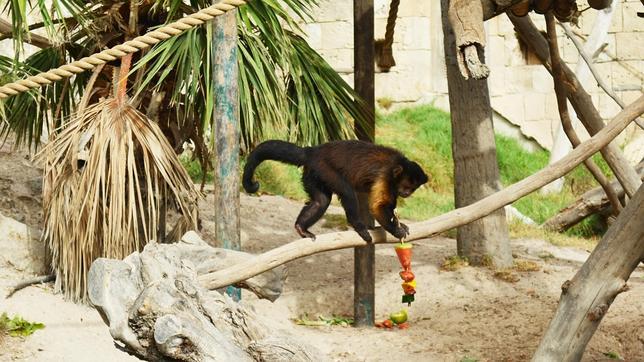 Los animales de Terra Natura combaten el calor con helados de fruta variada