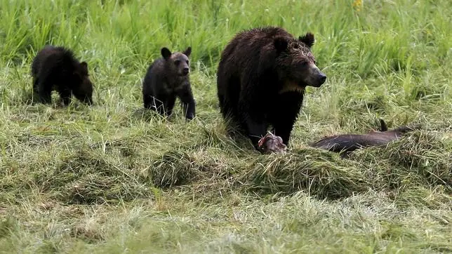 Un oso grizzly con sus dos crías en Yellowstone