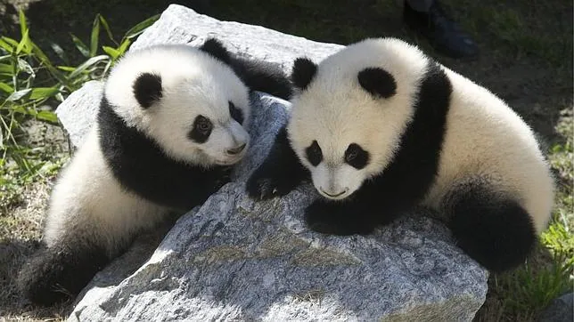 Fotos: La estresante vida de un oso panda