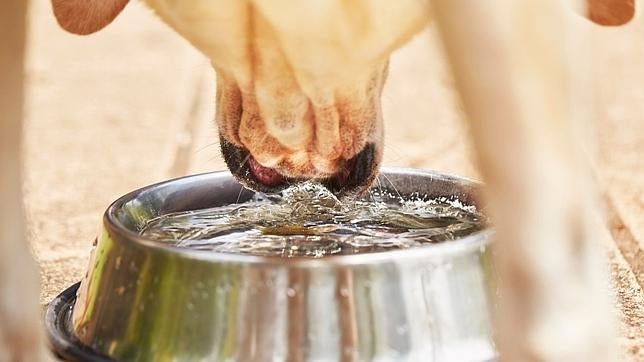 En verano, mucho cuidado con la alimentación de tus mascotas