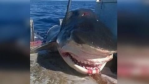 Matan a un tiburón tigre tras devorar a un tiburón martillo