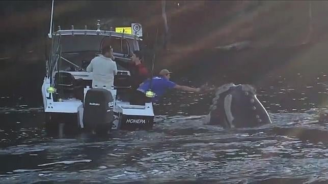 Un pescador ayuda a una ballena cubierta de plástico en Australia