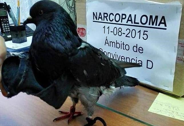 Detienen en Costa Rica a una paloma por tráfico de drogas