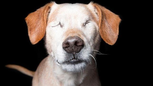 La «Perfecta Imperfección» de los animales discapacitados