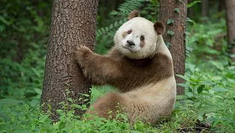 Qi Lai, el extremadamente raro panda marrón y blanco