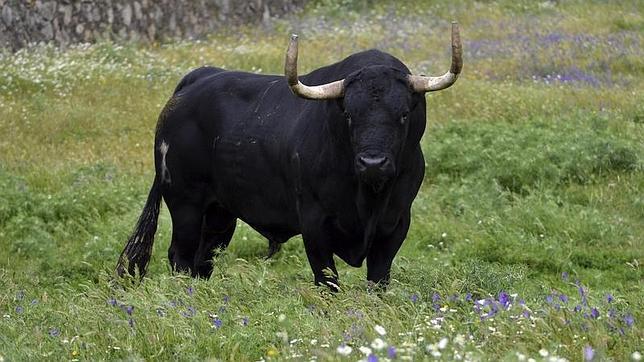 Tordesillas sigue fiel a su Toro de la Vega y dice no a «Rock in Vega»